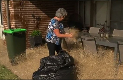 [视频]小镇被风滚草“吞噬” 居民出门要先突破屋前干草