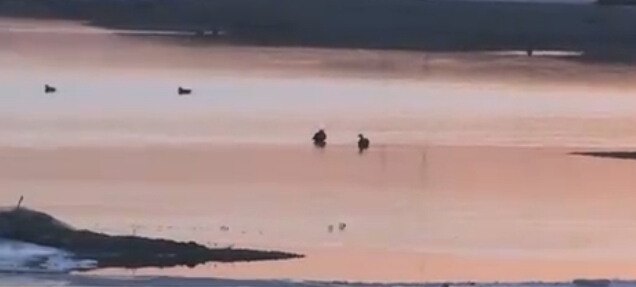 [视频]候鸟迁徙 到沈阳浑河做客