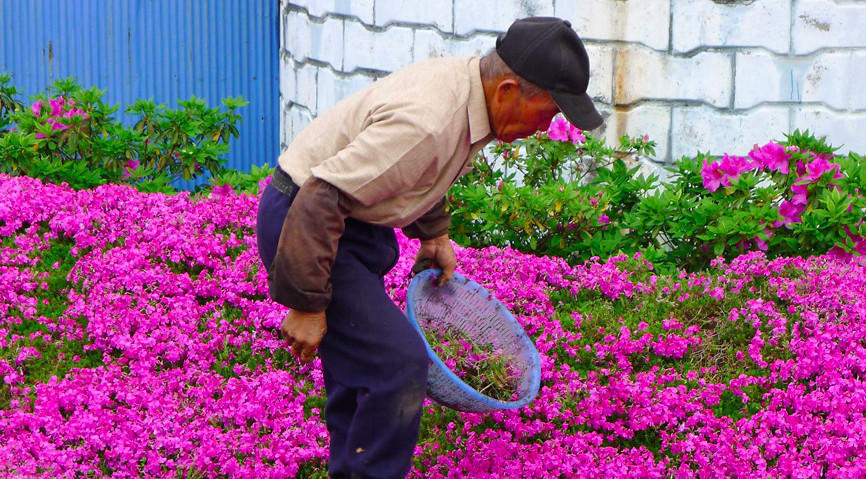 [视频]有爱浪漫！日本老人为失明妻子种出一片花海