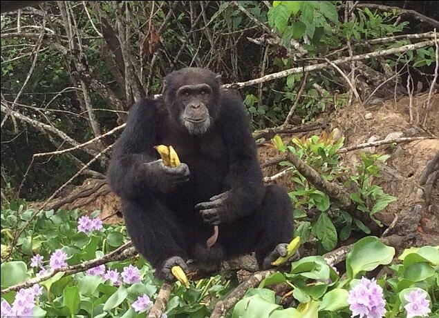 [视频]黑猩猩被实验后遭抛弃 独活3年见人类仍拥抱