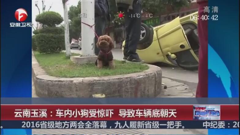 [视频]云南玉溪：车内小狗受惊吓 导致车辆底朝天
