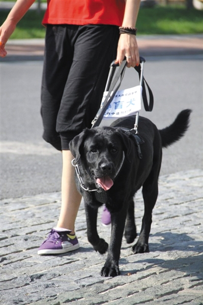 [视频]被掳走的导盲犬乔乔回家了
