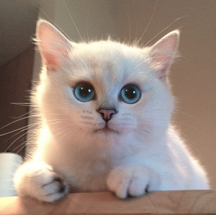 [视频]“世界最美猫咪” 你服吗