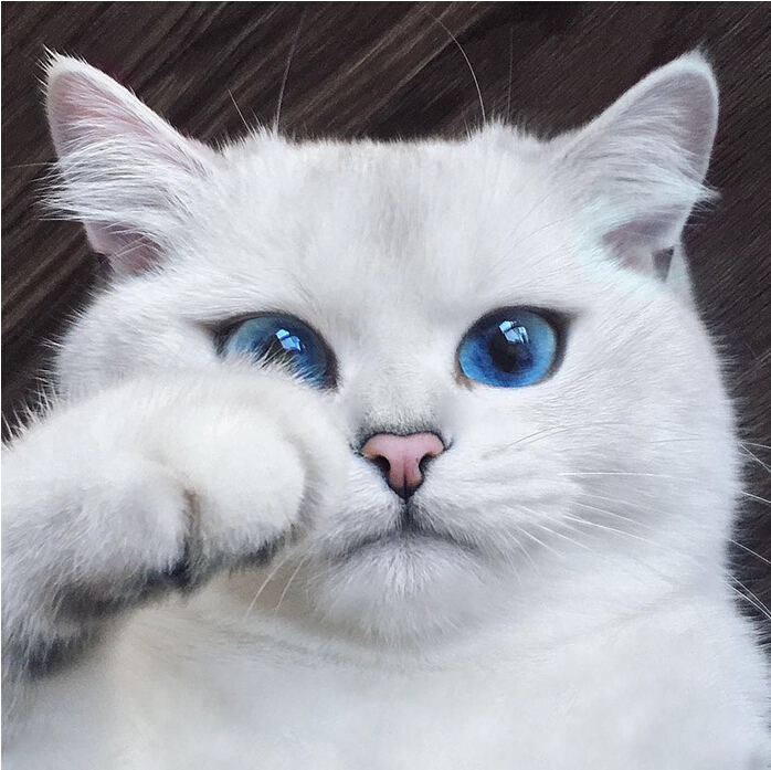 [视频]“世界最美猫咪” 你服吗