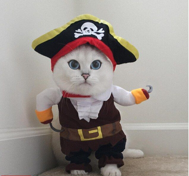 [视频]“世界最美猫咪” 你服吗