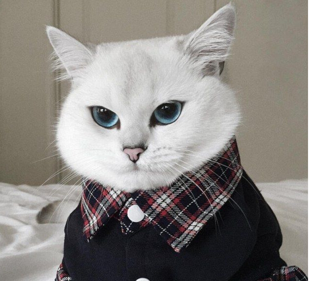 [视频]“世界最美猫咪” 你服吗