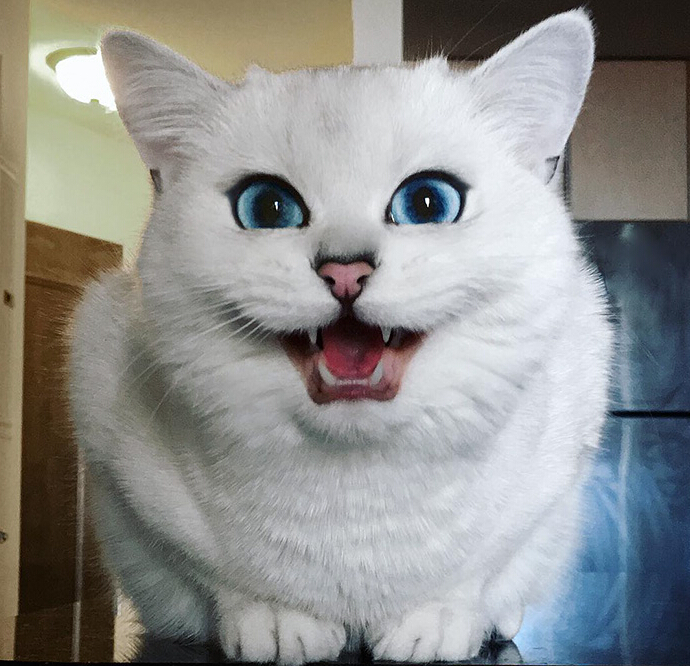 [视频]“世界最美猫咪” 你服吗