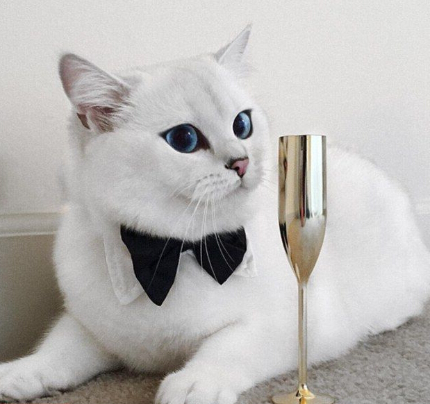 [视频]“世界最美猫咪” 你服吗