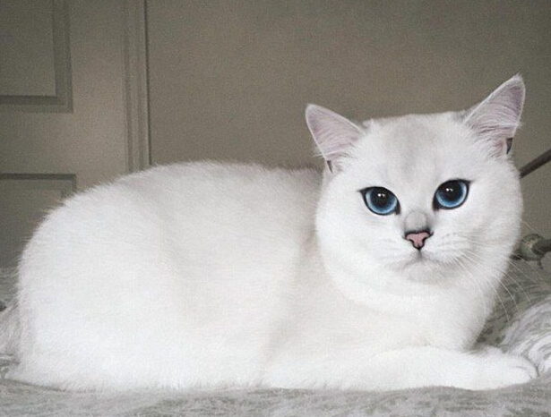 [视频]“世界最美猫咪” 你服吗