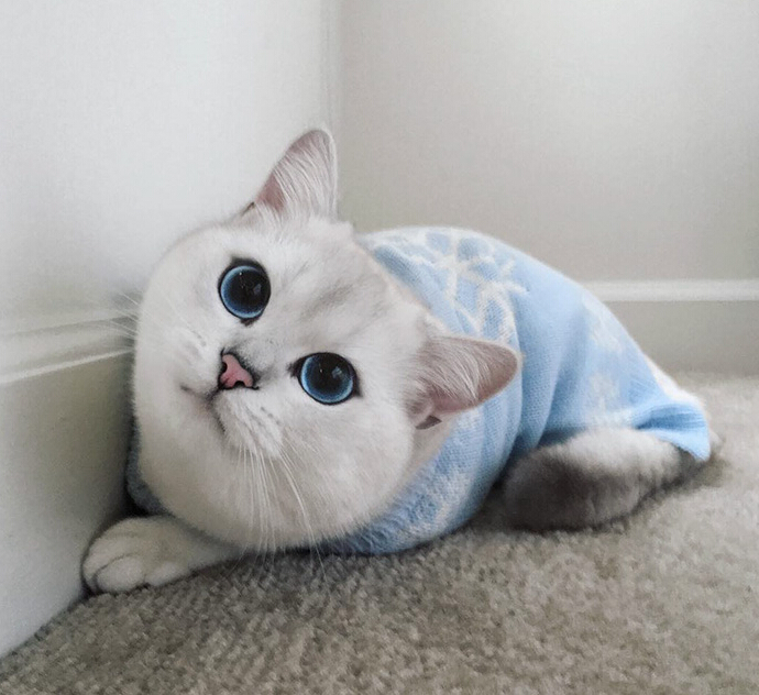 [视频]“世界最美猫咪” 你服吗