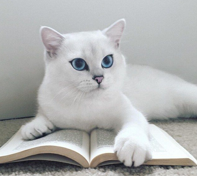 [视频]“世界最美猫咪” 你服吗