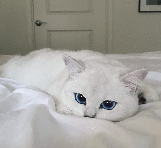 [视频]“世界最美猫咪” 你服吗