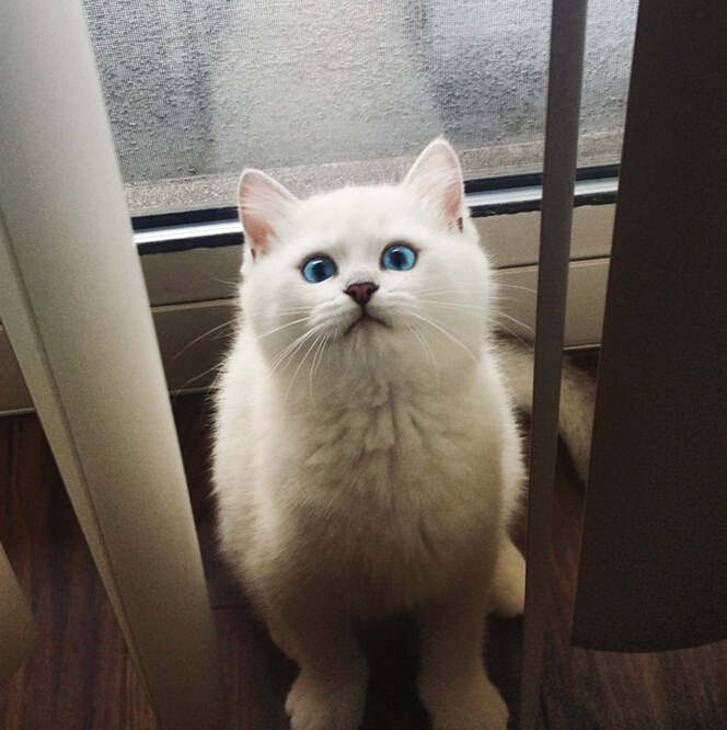 [视频]“世界最美猫咪” 你服吗