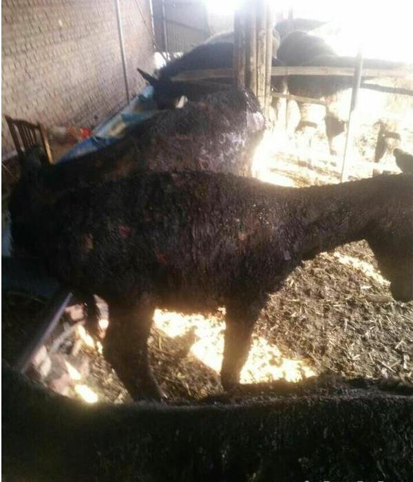 [视频]山东：农妇打个喷嚏 烧伤8头毛驴