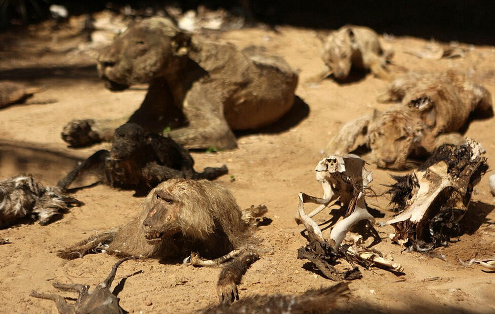 [视频]现场：加沙最悲惨动物园 饿死动物晾成干尸