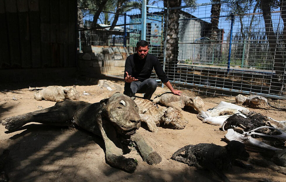 [视频]现场：加沙最悲惨动物园 饿死动物晾成干尸