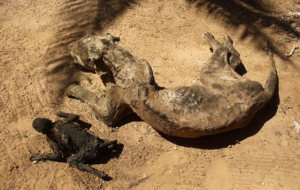 [视频]现场：加沙最悲惨动物园 饿死动物晾成干尸