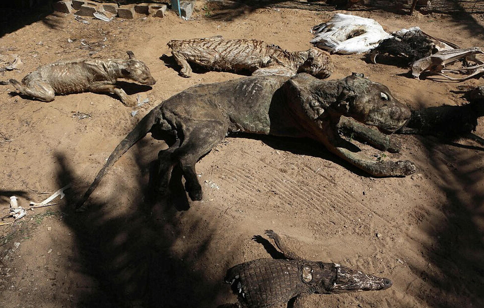 [视频]现场：加沙最悲惨动物园 饿死动物晾成干尸