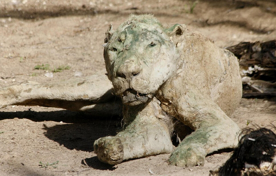 [视频]现场：加沙最悲惨动物园 饿死动物晾成干尸