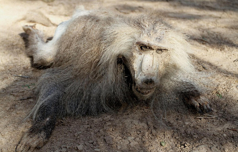 [视频]现场：加沙最悲惨动物园 饿死动物晾成干尸