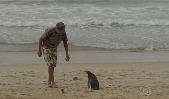 [视频]被老人救活放归大海 企鹅每年游8000公里回恩人身边