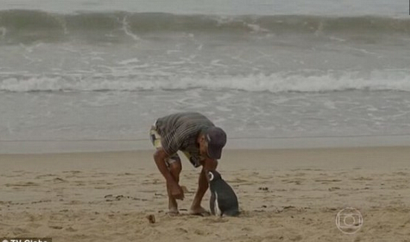 [视频]被老人救活放归大海 企鹅每年游8000公里回恩人身边