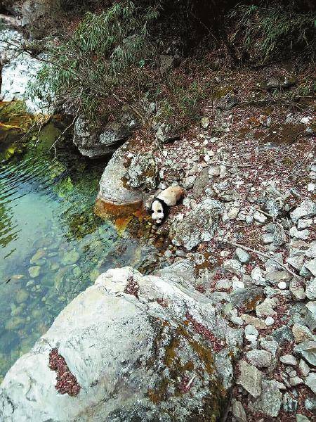 [视频]陕西汉中：村民拍到野生大熊猫喝水画面