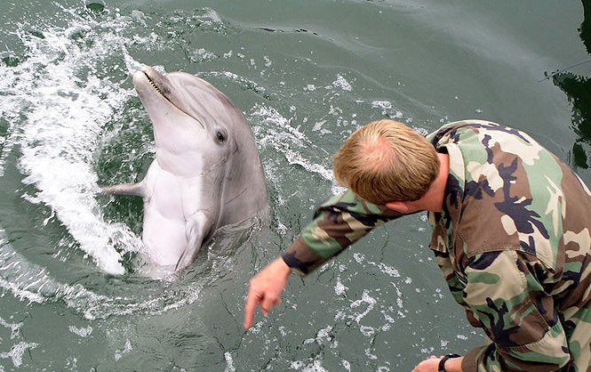 [视频]俄军计划重征“海豚兵” 部署克里米亚军港