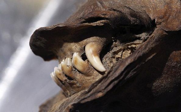 [视频]俄现冰封万年小狗木乃伊 科学家欲复活绝种狗