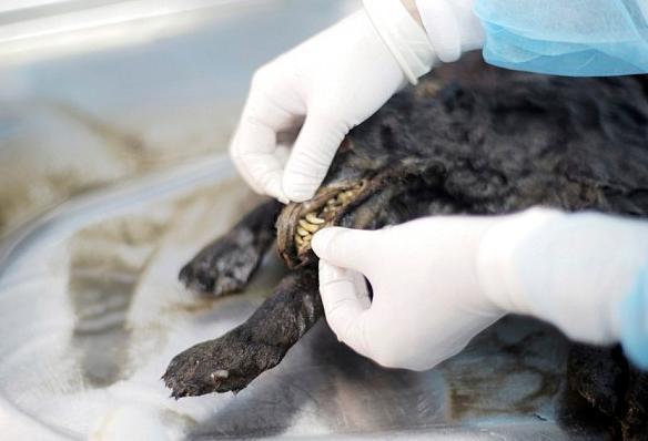 [视频]俄现冰封万年小狗木乃伊 科学家欲复活绝种狗