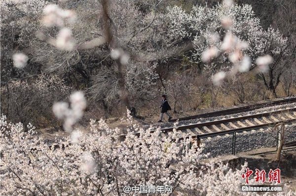 [视频] 游客取景逼停S2线 居庸关花海封入口