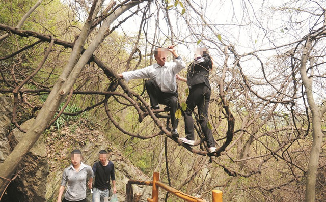 [视频]武汉：大煞风景 千年古藤荡秋千 摇树飘落樱花雨