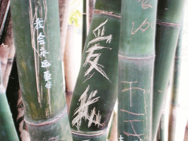 [视频]武汉：大煞风景 千年古藤荡秋千 摇树飘落樱花雨