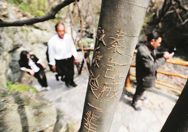 [视频]武汉：大煞风景 千年古藤荡秋千 摇树飘落樱花雨