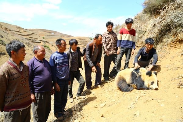 [视频]四川野生熊猫进村 村民组人墙保护争相合影