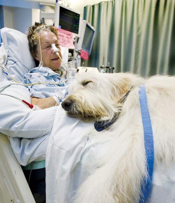 [视频] 加拿大人性化医院新举措 允许宠物探望主人