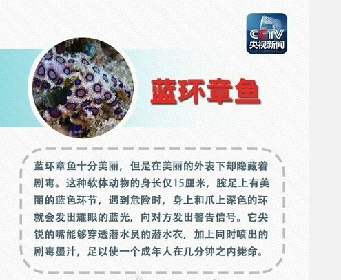 [视频]剧毒蓝环章鱼网上当宠物卖 被蜇几分钟即可毙命