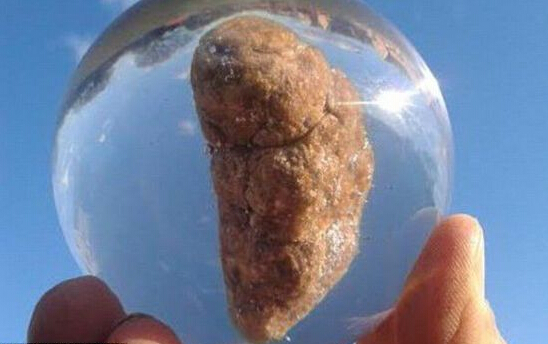 [视频]英国首家便便博物馆 展示18种粪便史上最重口