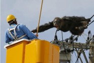 [视频]日本黑猩猩“越狱”逃跑 爬电线杆对人大吼