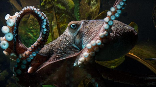 [视频]章鱼从水族馆中“越狱”逃跑 计划缜密惊呆员工