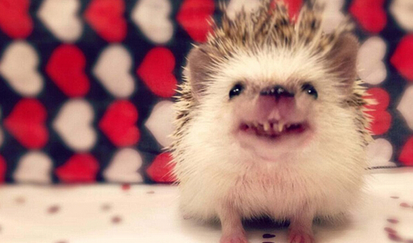 [视频]吸血鬼牙小刺猬爆红网络 “邪恶微笑”吸粉无数