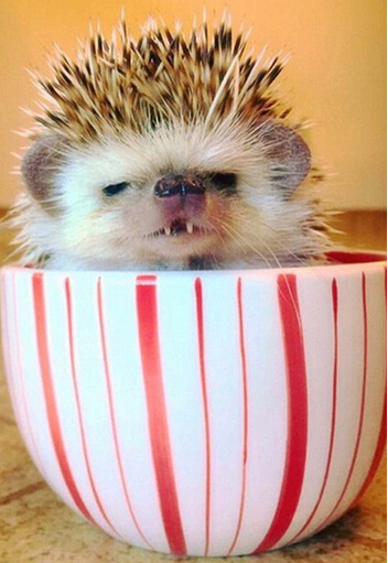 [视频]吸血鬼牙小刺猬爆红网络 “邪恶微笑”吸粉无数