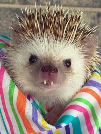 [视频]吸血鬼牙小刺猬爆红网络 “邪恶微笑”吸粉无数