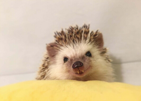 [视频]吸血鬼牙小刺猬爆红网络 “邪恶微笑”吸粉无数