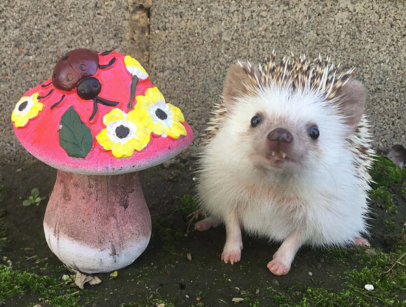 [视频]吸血鬼牙小刺猬爆红网络 “邪恶微笑”吸粉无数