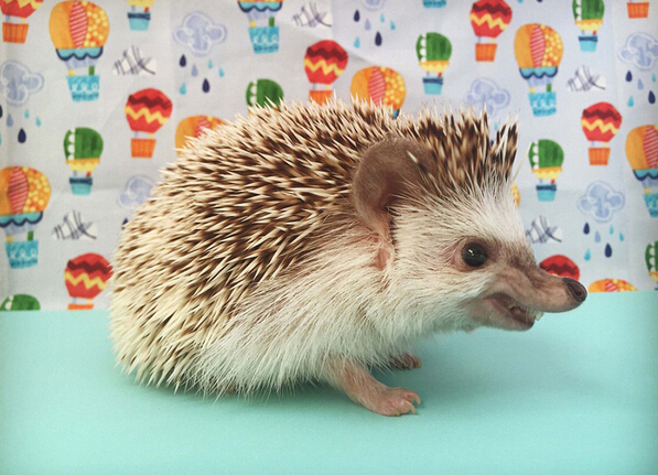 [视频]吸血鬼牙小刺猬爆红网络 “邪恶微笑”吸粉无数