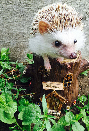 [视频]吸血鬼牙小刺猬爆红网络 “邪恶微笑”吸粉无数