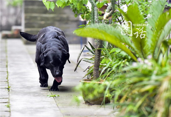 [视频]成都一狗狗专注抓耗子5年多成“网红”