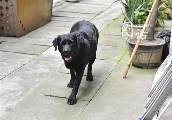 [视频]成都一狗狗专注抓耗子5年多成“网红”
