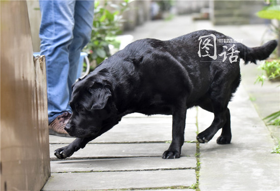 [视频]成都一狗狗专注抓耗子5年多成“网红”